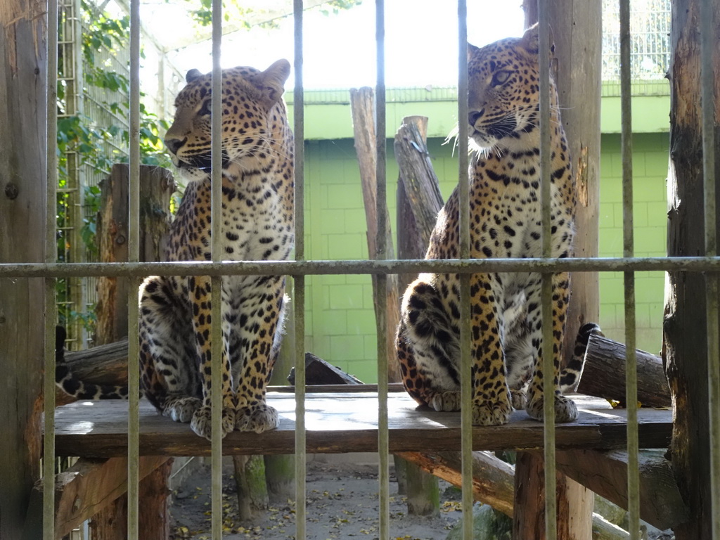 Sri Lankan Leopards at BestZoo