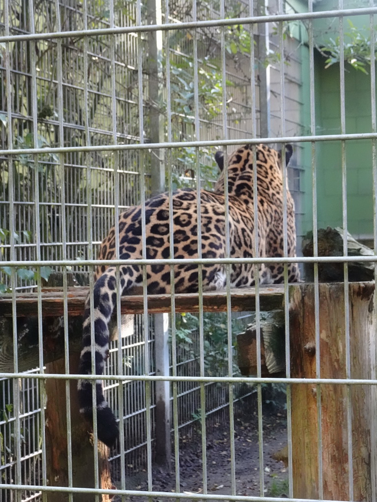 Jaguar at BestZoo