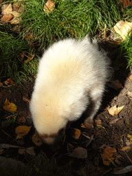 White Skunk at BestZoo