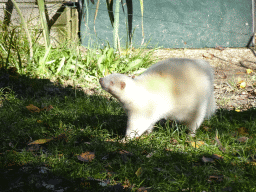 White Skunk at BestZoo