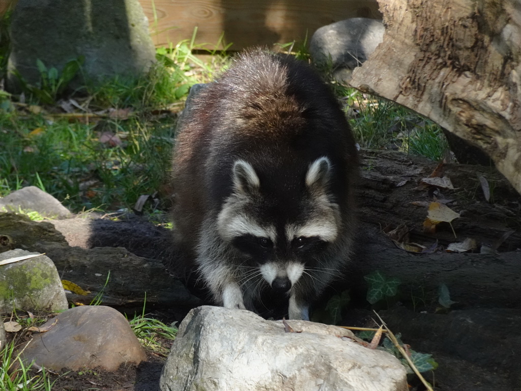 Raccoon at BestZoo