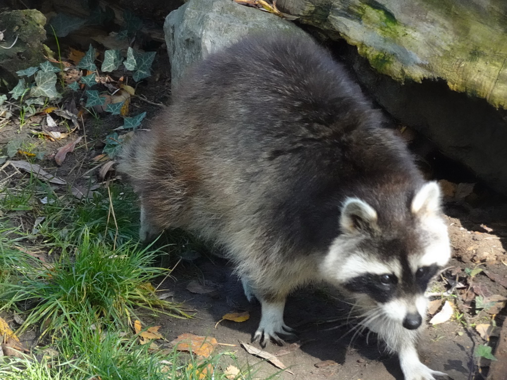 Raccoon at BestZoo