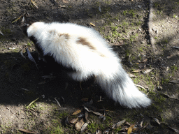 Skunk at BestZoo