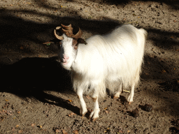 Girgentana Goat at BestZoo