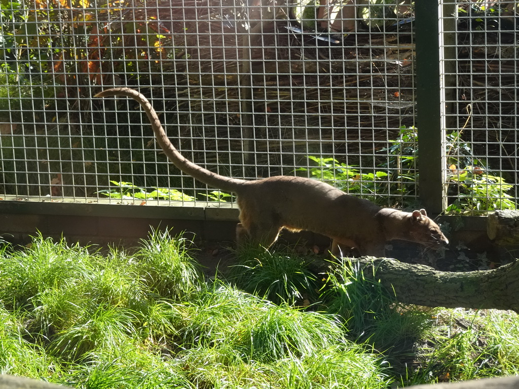 Fossa at BestZoo