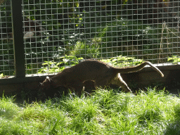 Fossa at BestZoo