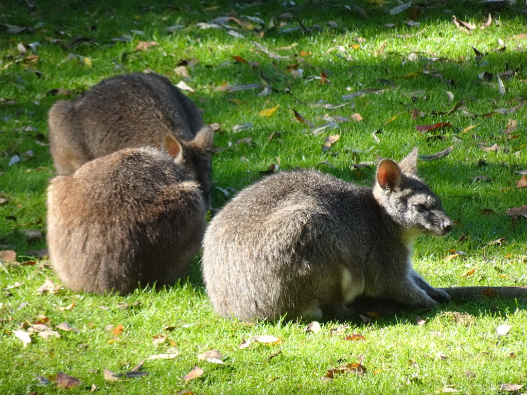 Parma wallabies at BestZoo