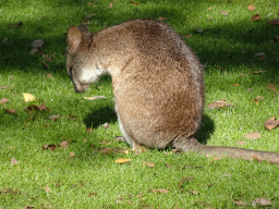 Parma wallaby at BestZoo