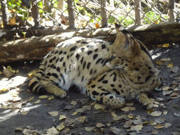 Serval at BestZoo