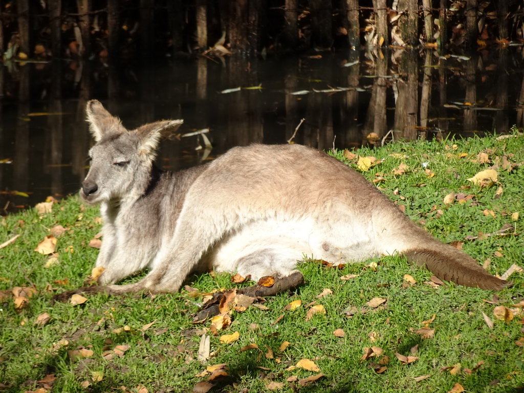 Common Wallaroo at BestZoo