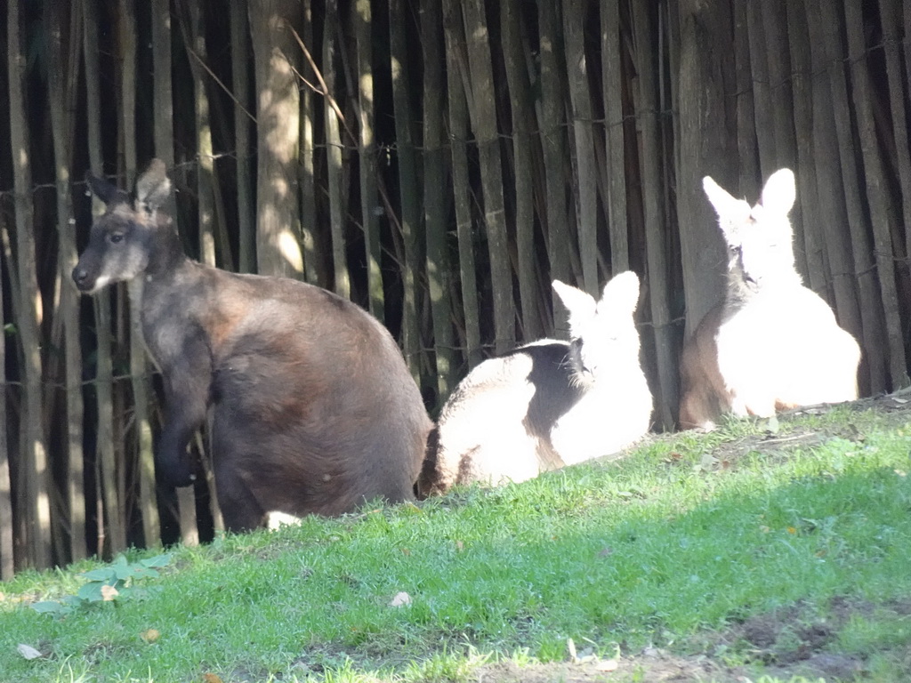 Common Wallaroos at BestZoo