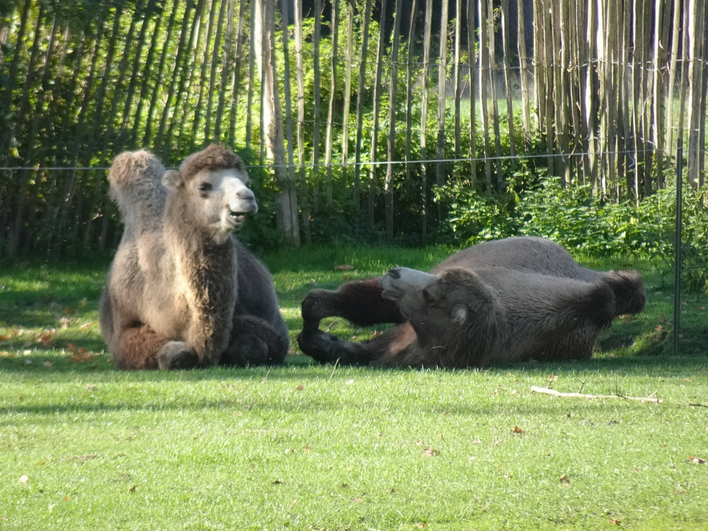 Camels at BestZoo