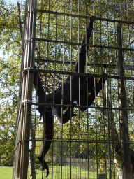 Black-headed Spider Monkey at BestZoo