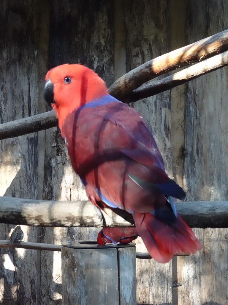 Parrot at BestZoo