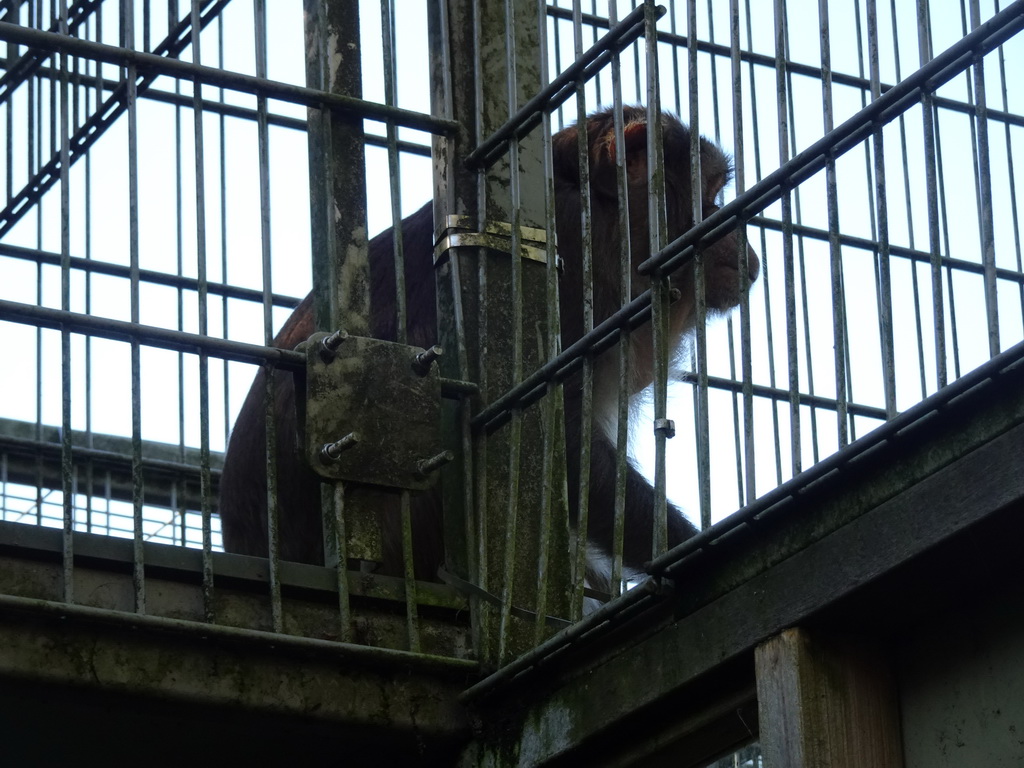 Rhesus Macaque at BestZoo