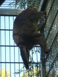 Rhesus Macaque at BestZoo