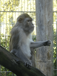 Rhesus Macaque at BestZoo