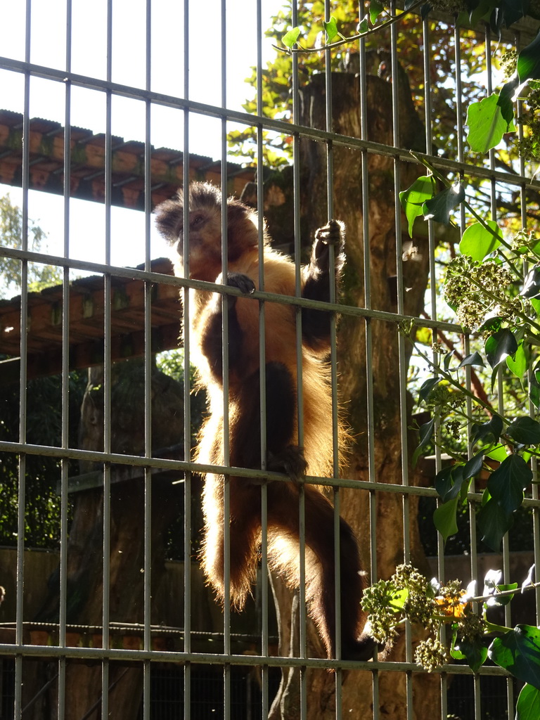 Tufted Capuchin at BestZoo