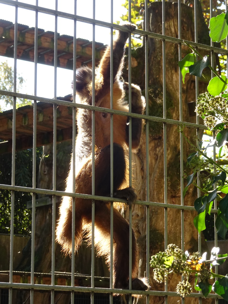 Tufted Capuchin at BestZoo