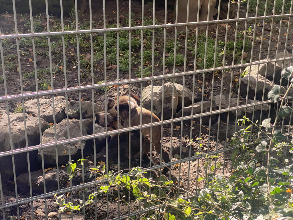 Tufted Capuchins at BestZoo