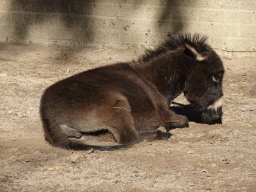 Donkey at BestZoo