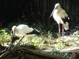 Maguari Stork at BestZoo