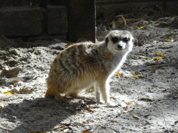 Meerkat at BestZoo