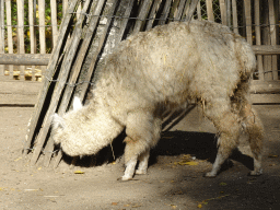 Alpaca at the petting zoo at BestZoo