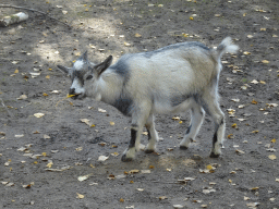 Goat at the petting zoo at BestZoo