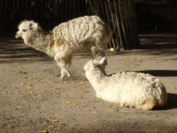 Alpacas at the petting zoo at BestZoo