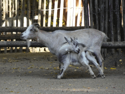 Goats at the petting zoo at BestZoo