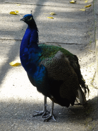 Peacock at BestZoo
