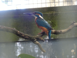Common Kingfisher at BestZoo