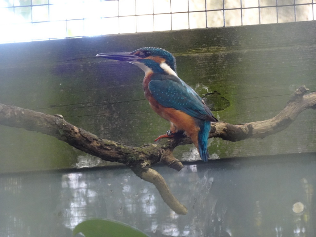 Common Kingfisher at BestZoo