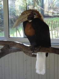 Blyth`s Hornbill at BestZoo