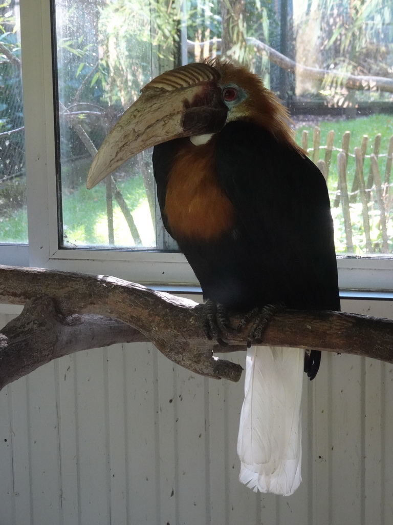 Blyth`s Hornbill at BestZoo