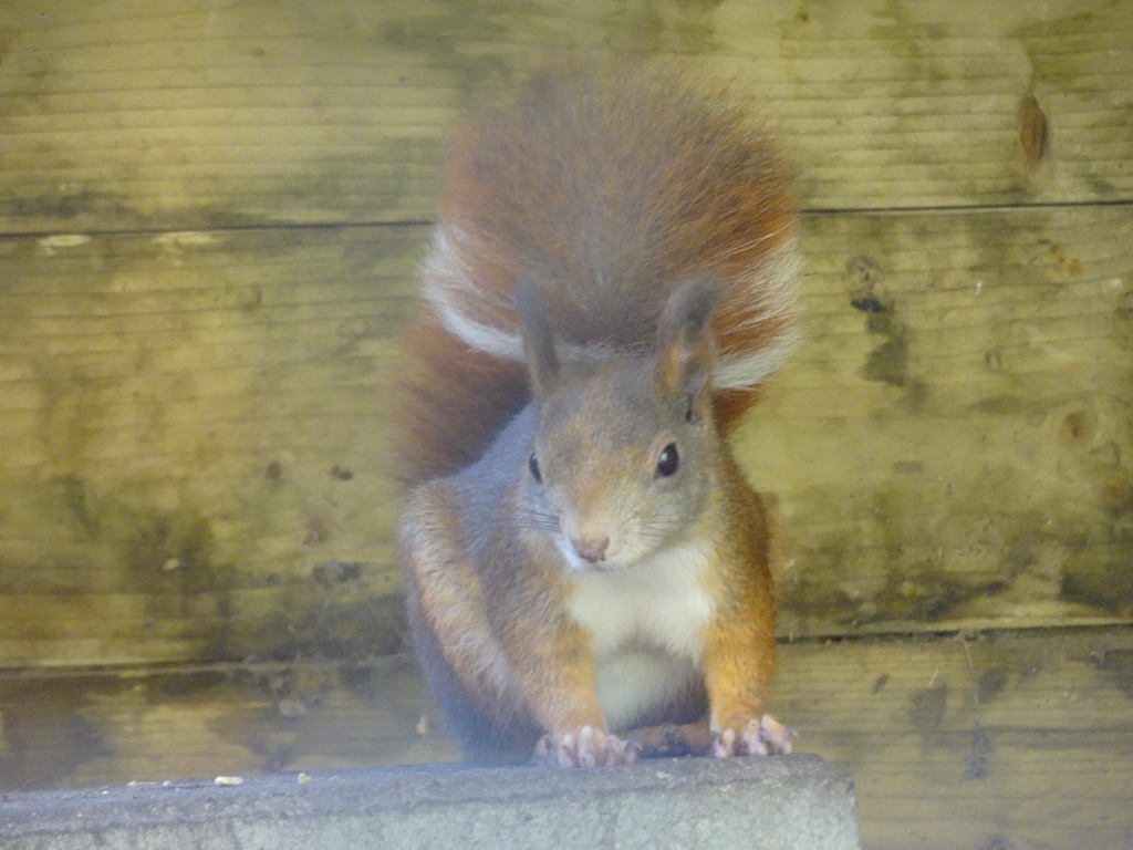 Japanese Squirrel at BestZoo