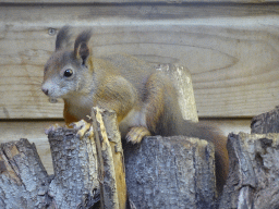 Japanese Squirrel at BestZoo