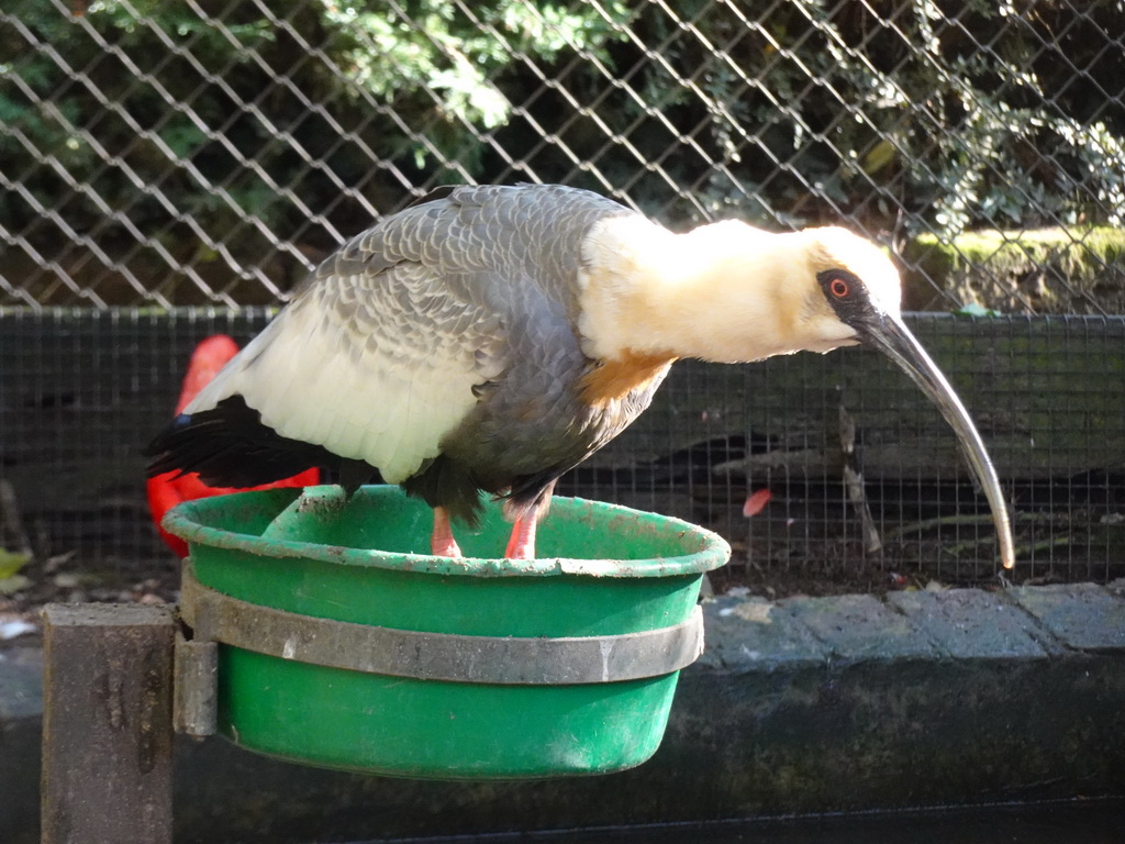 Bird at BestZoo