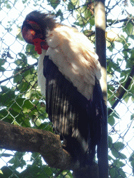 King Vulture at BestZoo