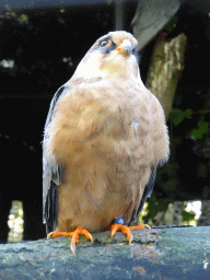 Red-footed Falcon at BestZoo