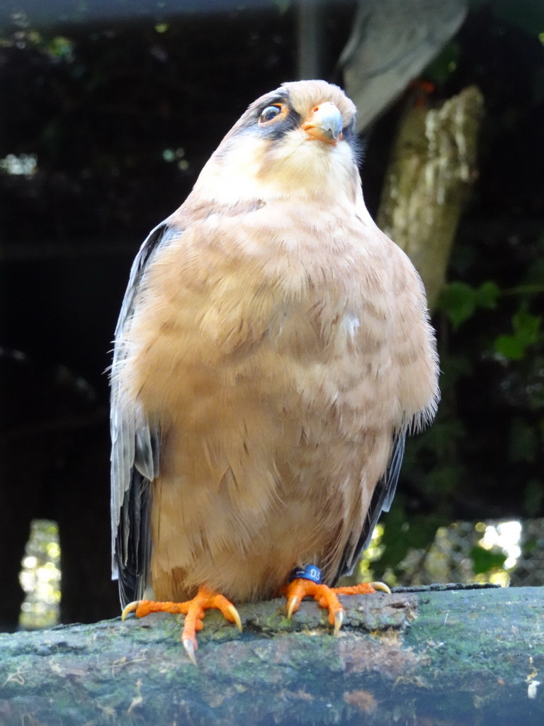 Red-footed Falcon at BestZoo