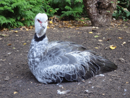 Southern Screamer at BestZoo