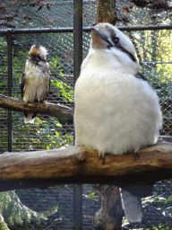 Laughing Kookaburras at BestZoo