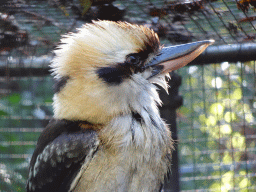 Laughing Kookaburra at BestZoo