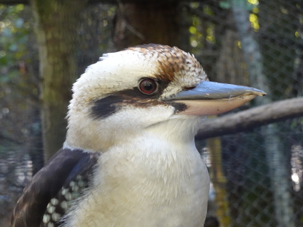 Laughing Kookaburra at BestZoo