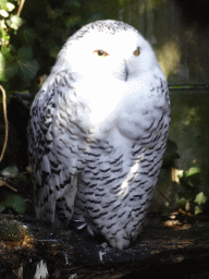 Snowy Owl at BestZoo
