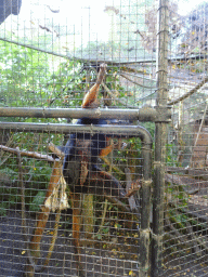 Golden-headed Lion Tamarin at BestZoo