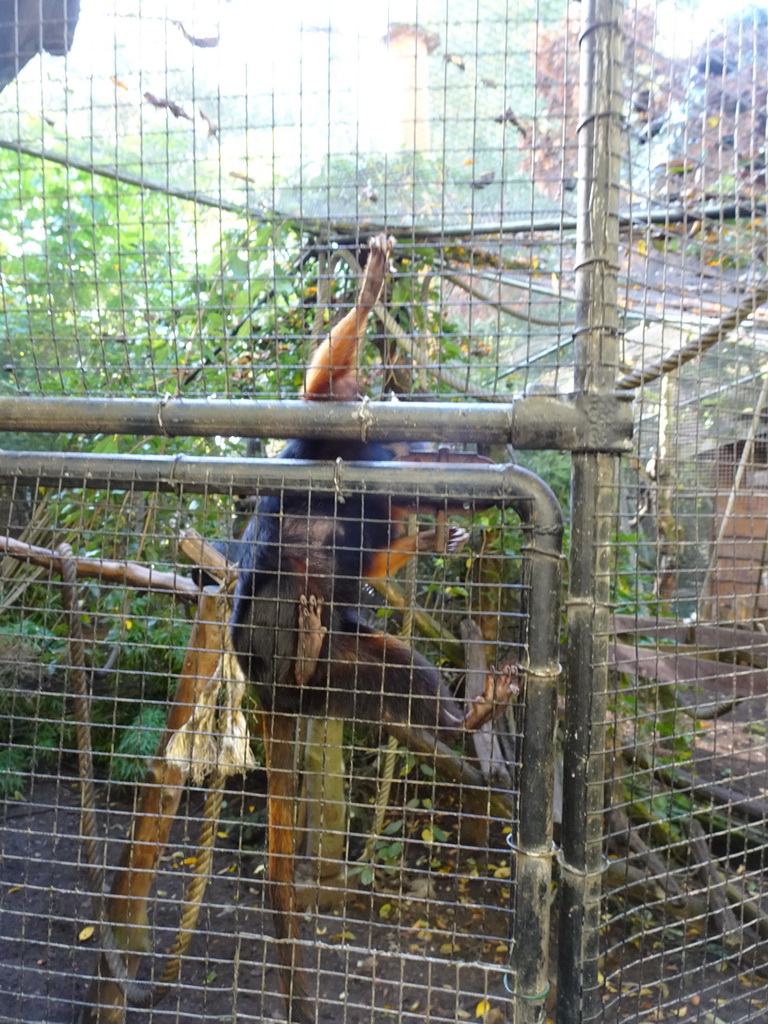 Golden-headed Lion Tamarin at BestZoo