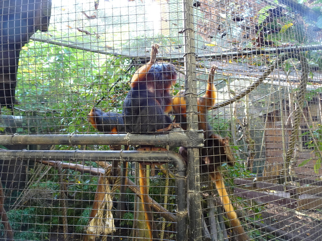 Golden-headed Lion Tamarins at BestZoo